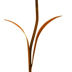 Floare de sticlă - Jessy